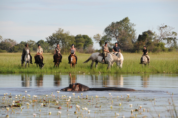 Macatoo Camp: Two kinds of Hippo