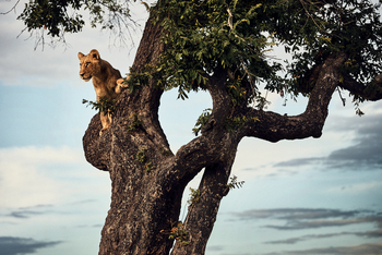 Mapula Lodge: Löwe im Baum