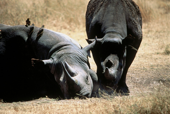 Mara River Post Mara River Post: Nashörner
