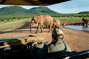 Mateya Safari Lodge: Elefantengruppe überquert die Straße