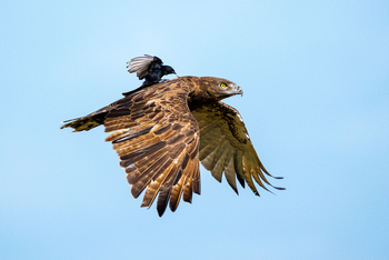 Muddy Teak Camp: Einfarb-Schlangenadler beim Fliegen