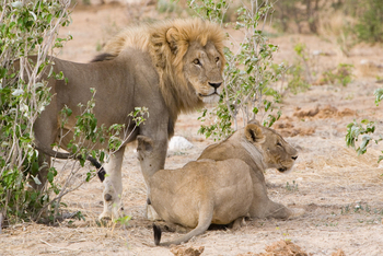 Mushara Game Drive: Löwenpärchen