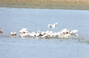 Nogatsaa Pans Chobe Lodge: Pelikane