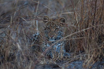 Ntemwa Busanga Bushcamp Ntemwa Busanga Bushcamp: Leopard im Gras