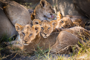 Okavango Explorers Camp Okavango Explorers Camp: Junge Löwen