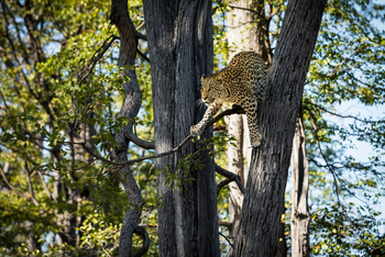 Okavango Explorers Camp Okavango Explorers Camp: Leopard
