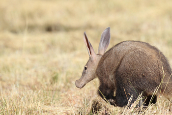 Okonjima Plains Camp: Aardvark
