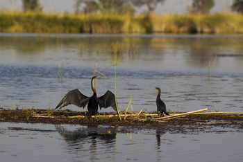 Okuti Camp: African Darter trocknet Gefieder