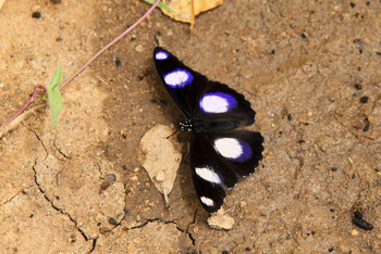 Olkeri Camp: Schmetterling