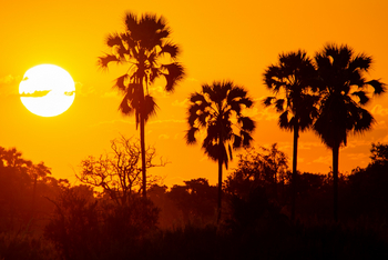 Pom Pom Camp: Palmensilhouetten