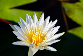 Pom Pom Camp: Seerose