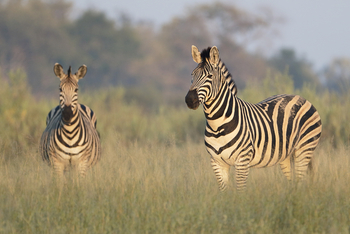 Qorokwe Camp: Zwei Zebras