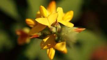 Reni Pani Jungle Lodge: Greater Rattle Pod