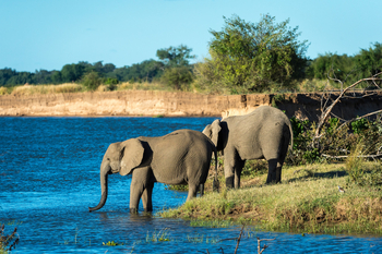 Ruckomechi Camp: Elefanten Duo am Wasser
