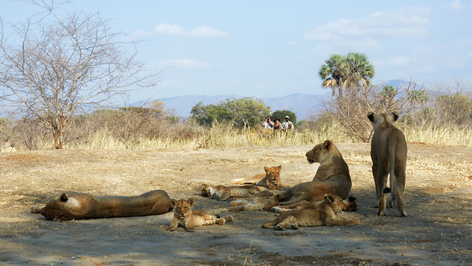 Sausage Tree Camp Sausage Tree Camp: Walking Safari zum Löwenrudel