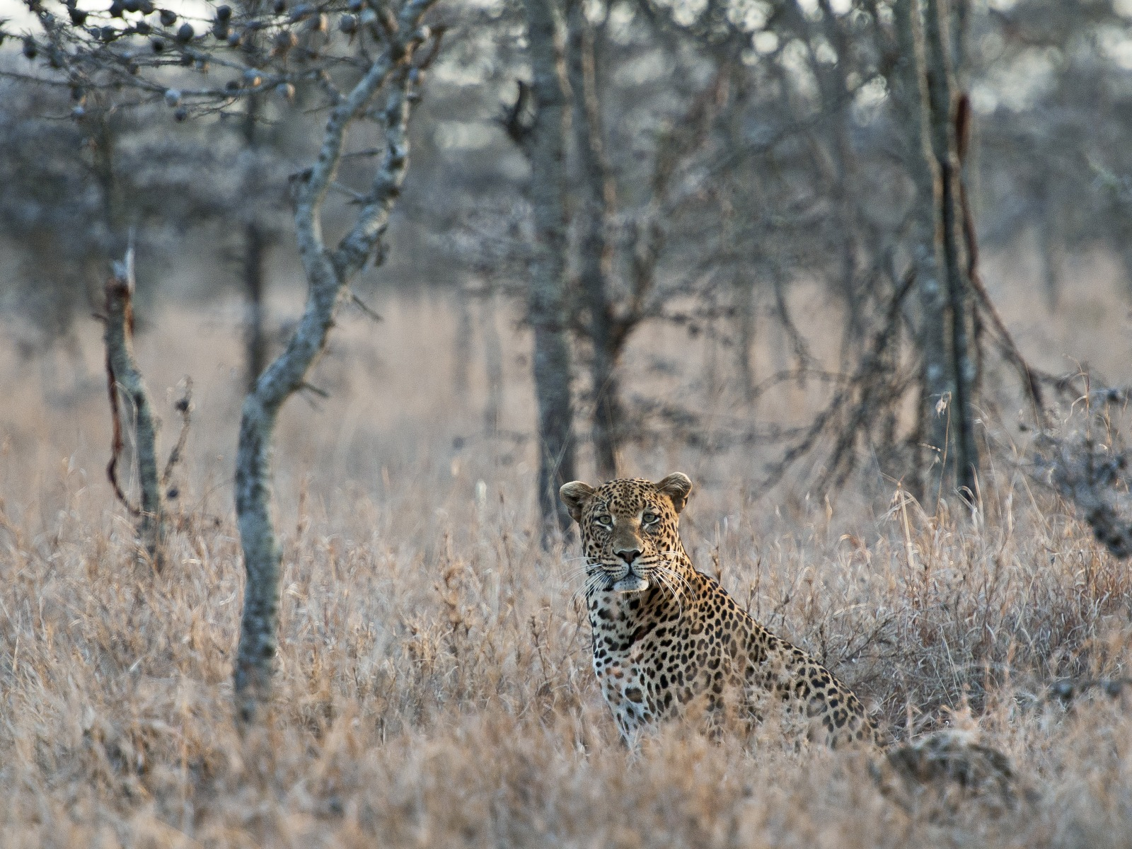 Segera Retreat Segera Retreat: Leopard