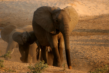 Shenton Safaris Shenton Safaris: Elephant Hide