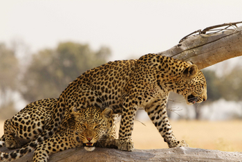 Shinde Lodge Shinde Lodge: Genervte Leopardenmutter