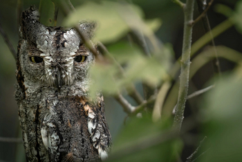 Singita Elela Luxury Lodge: Scops Owl