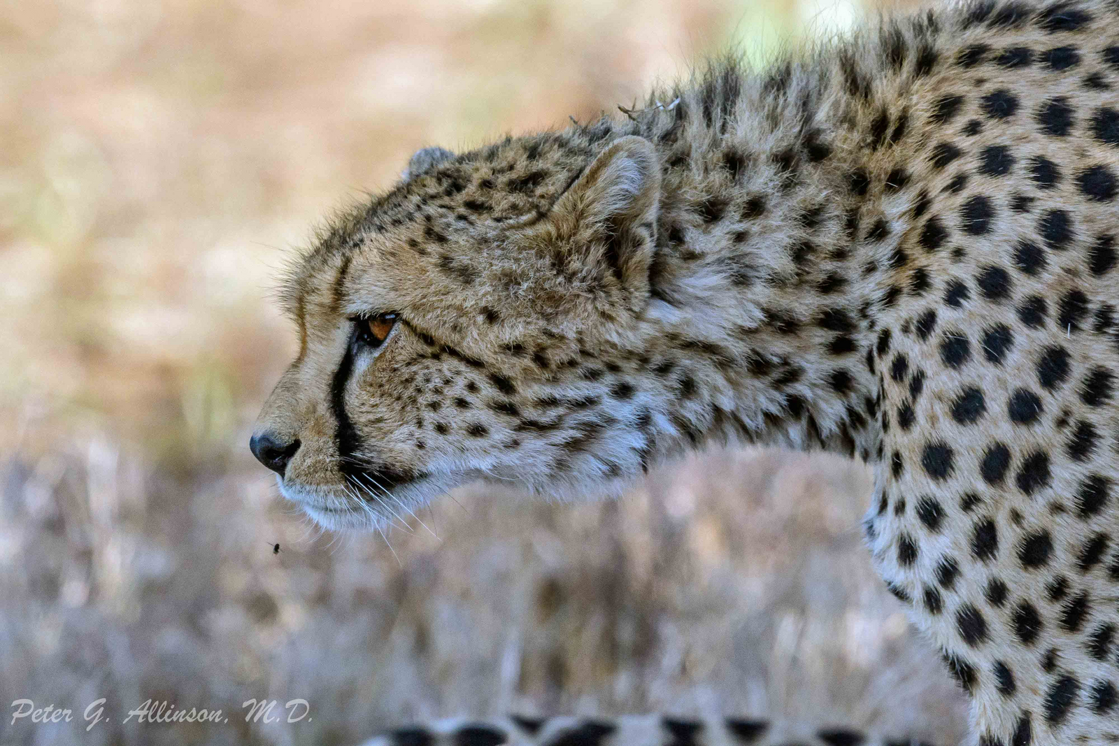 Sirikoi Lodge Sirikoi Lodge: Gepard auf Pirsch