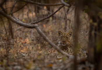 Sungani Lodge Sungani Lodge: Leopard im Busch
