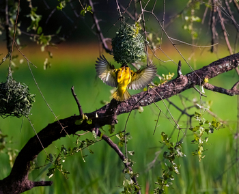 Sungani Lodge Sungani Lodge: Lesser Masked Weaver