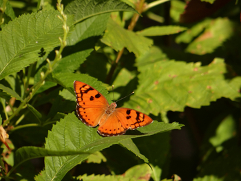 Tathastu Resort Pench: Baronet
