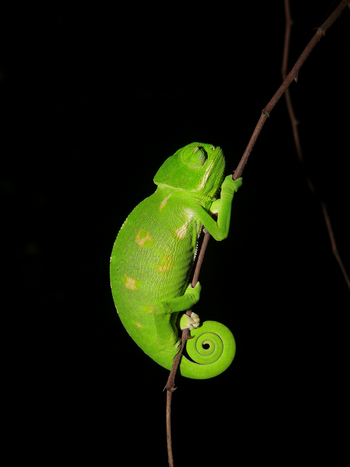 Tathastu Resort Satpura: Baby Chameleon