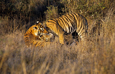Tiger in Ranthambore National Park Tiger in Ranthambore National Park