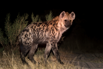 Tubu Tree Camp: Tüpfelhyäne
