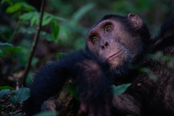 Volcanoes Kyambura Gorge Lodge: Portrait