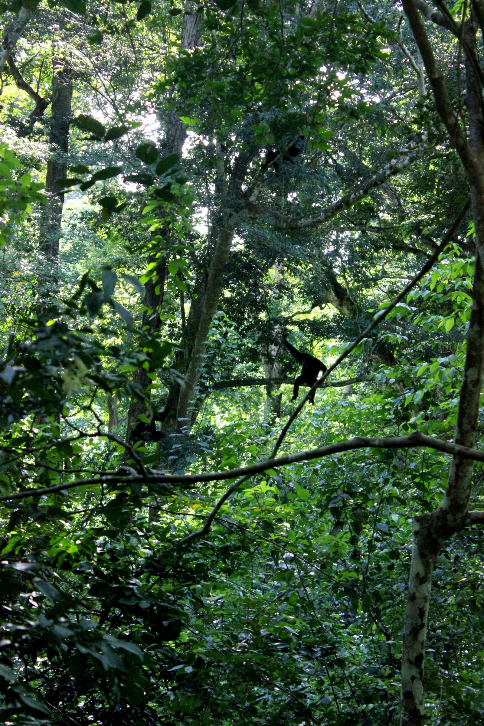 Volcanoes Kyambura Gorge Lodge Volcanoes Kyambura Gorge Lodge: Überblick