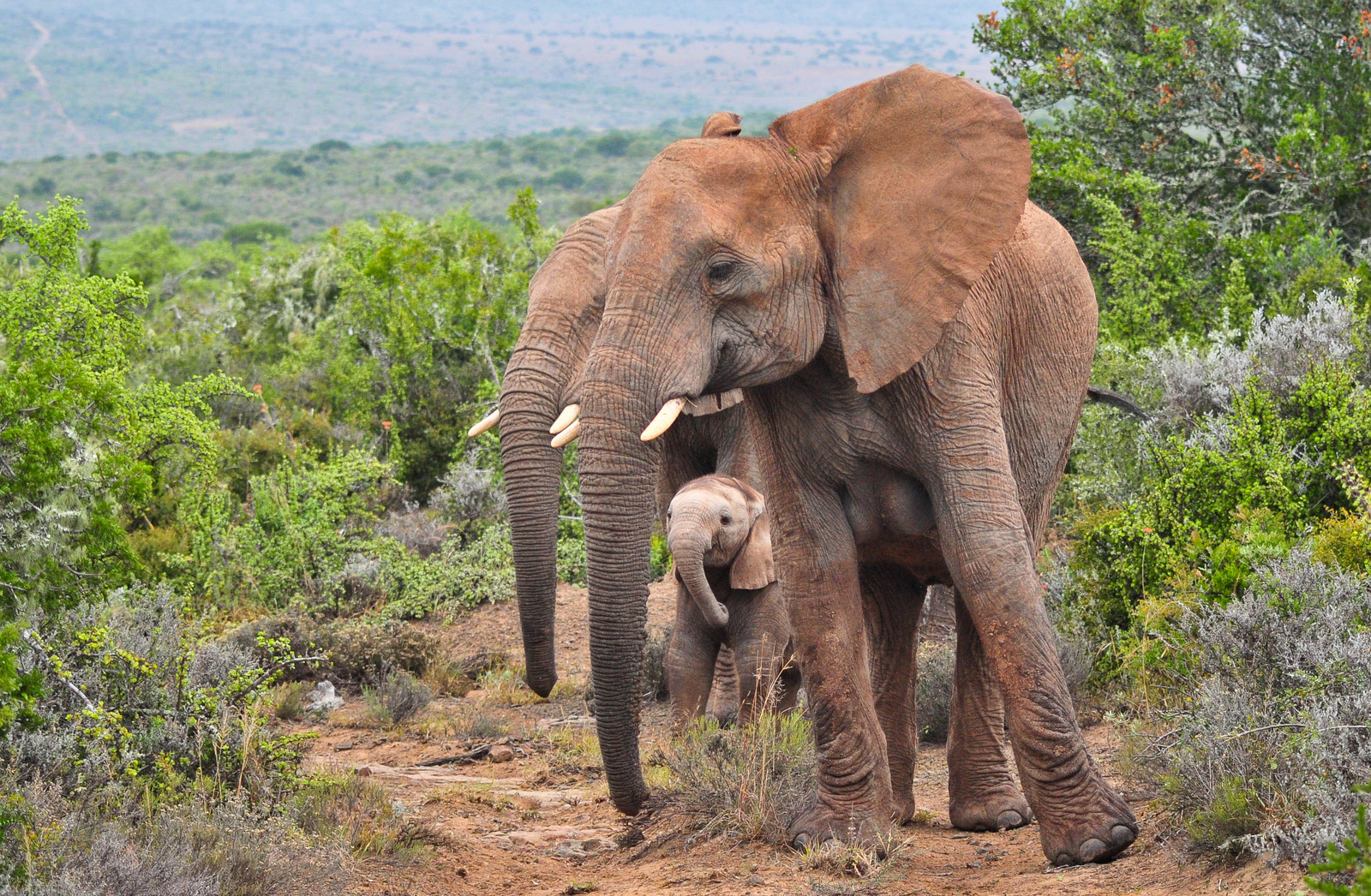 Kwandwe Private Game Reserve Kwandwe Private Game Reserve