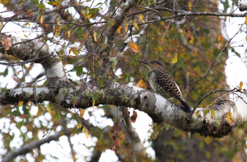 andBeyond Vira Vira Lodge: Specht