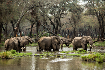 Amanzi Camp: Elefantengruppe