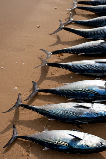 Azura Benguerra Island: Thunfisch