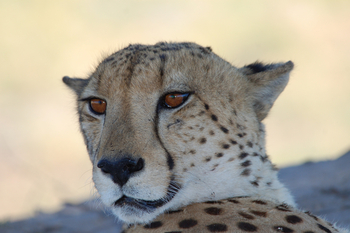 Bushman Plains Camp: Gepardekopf
