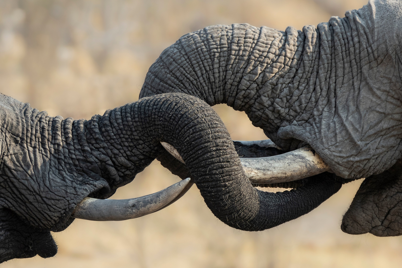 Camp Khwai Camp Khwai: Elefantenkommunikation