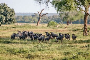 Chilo Ivory Trail Adventure: Gnus und Zebras