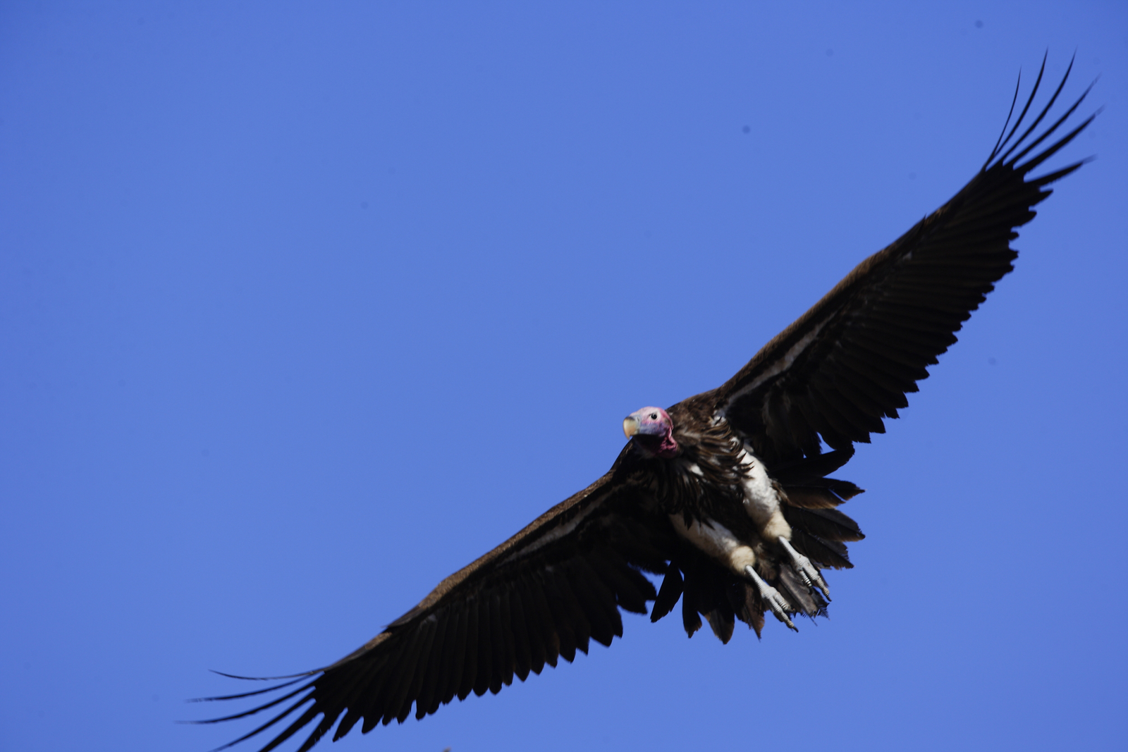 Chilo Ivory Trail Adventure Chilo Ivory Trail Adventure: Ohrengeier