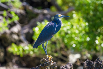 Cosmoledo Eco Camp: Graureiher