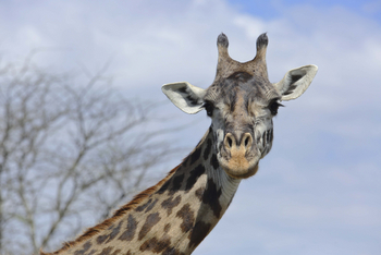 Dunia Camp: Giraffenkopf