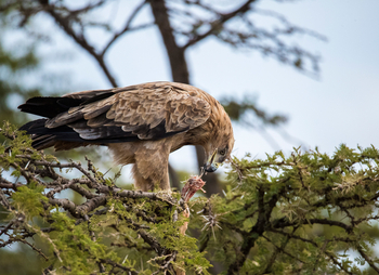 Hemingways Ol Seki Mara: Adler mit Beute