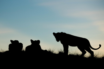 Ila Safari Lodge Ila Safari Lodge: Löwensilhouetten
