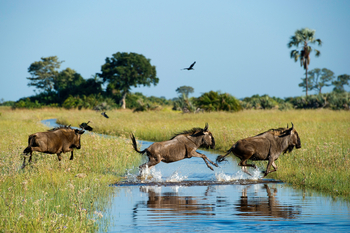 Jacana Camp: Springende Gnus