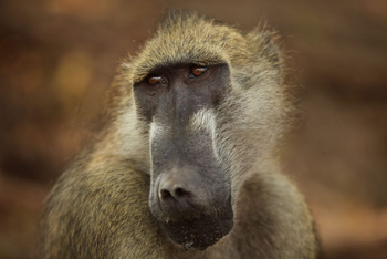 Kavinga Safari Camp: Paviangesicht