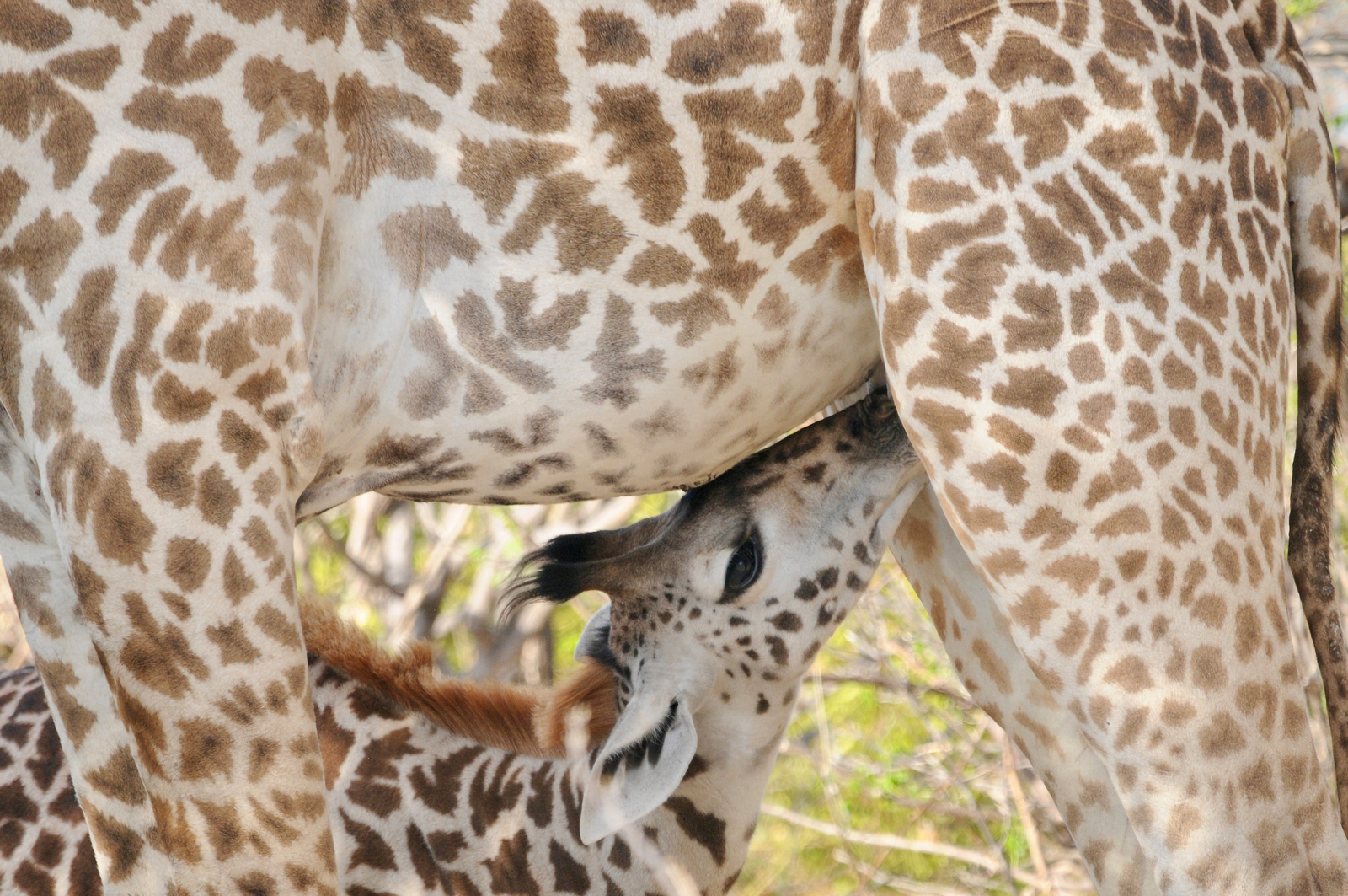 Kichaka Wild Camp Kichaka Wild Camp: Baby-Giraffe