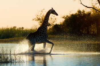 King's Pool Camp King's Pool Camp: Giraffe m Wasser