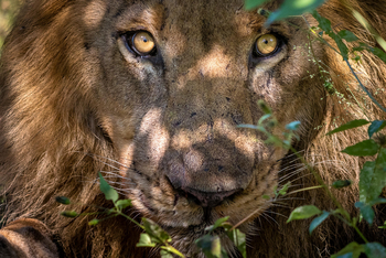 King's Pool Camp King's Pool Camp: Löwengesicht