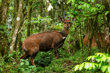 Koroi Forest Camp: Buschbock-Antilope